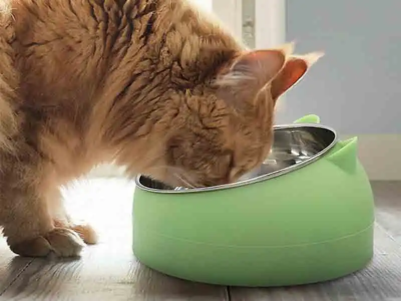 Slanted Cat Bowls For Cats 